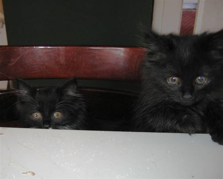 Blanding af racer Mille - Er der snart mad? billede 8