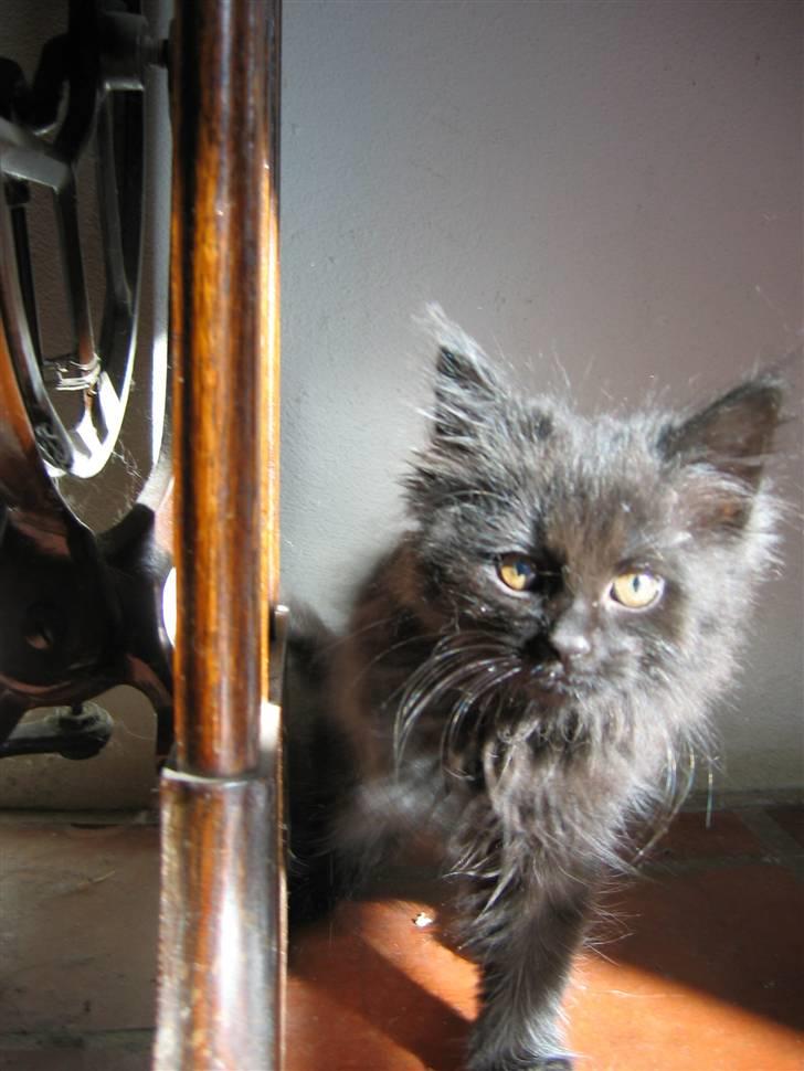 Blanding af racer Mille - 10 uger billede 9