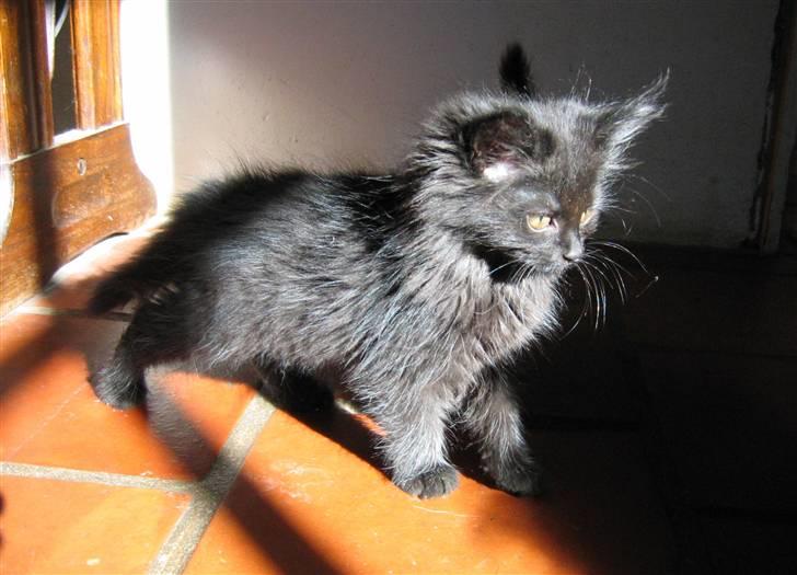 Blanding af racer Mille - 10 uger billede 10