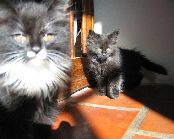 Blanding af racer Mille - 10 uger. (Paddy i forgrunden) billede 11