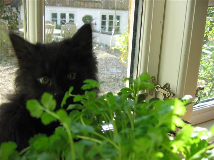 Blanding af racer Mille - Mille. 10 uger billede 12