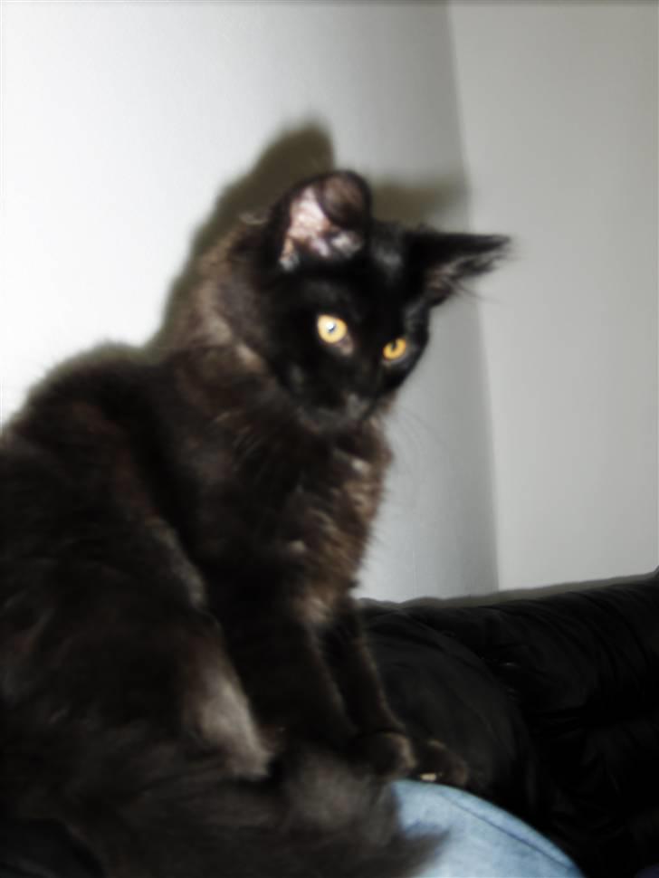 Blanding af racer Saga Negro billede 16