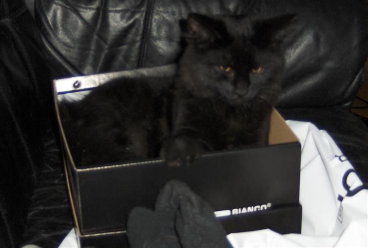 Blanding af racer Saga Negro billede 19