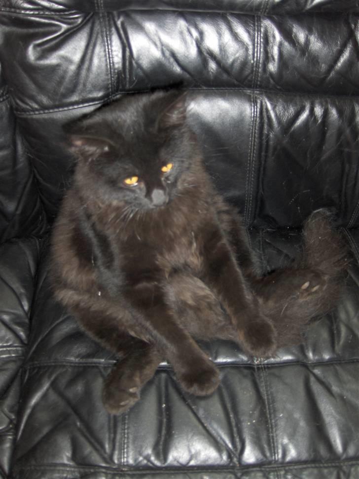 Blanding af racer Saga Negro billede 20