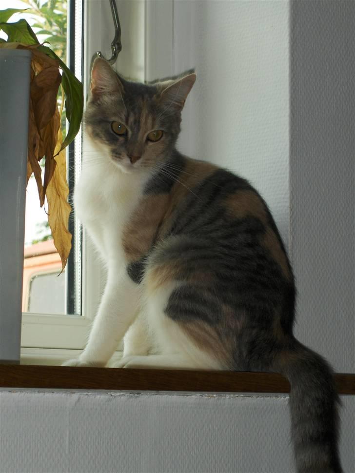 Blanding af racer Lexus Altessa billede 11