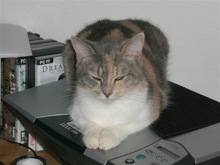 Blanding af racer Lexus Altessa billede 12