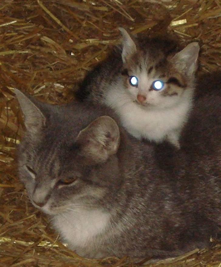 Huskat VRCL's Misse-Mor*VÆK* - Velkommen til Misse-Mors profil, vær sød at lægge en stemme;b billede 1