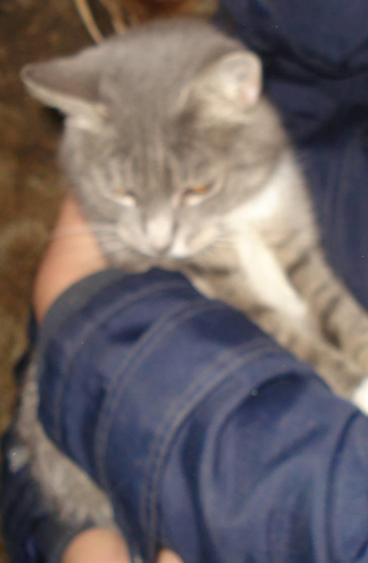 Huskat VRCL's Misse-Mor*VÆK* billede 2