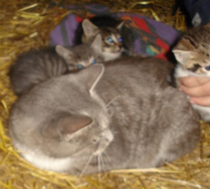 Huskat VRCL's Misse-Mor*VÆK* billede 3