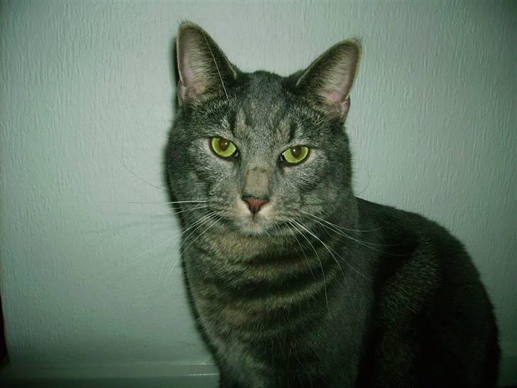 Maine Coon Silver  - Silver som lille <3  billede 1