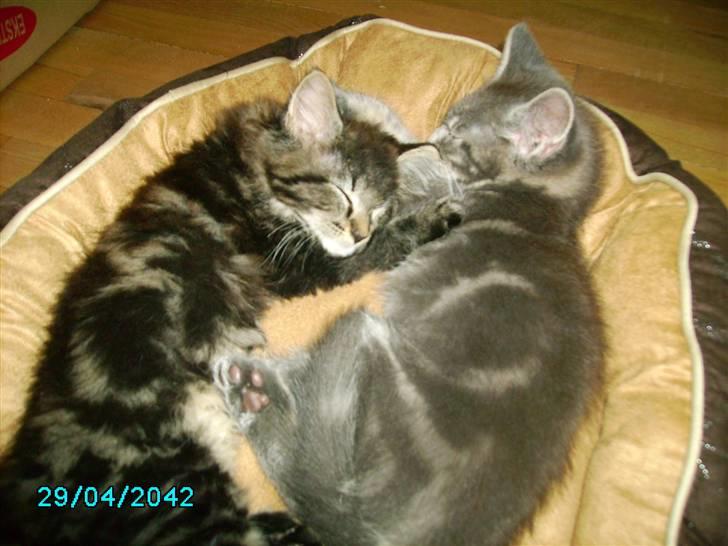 Maine Coon Silver  - Her tager de sig også lige en lur :) <3  billede 2