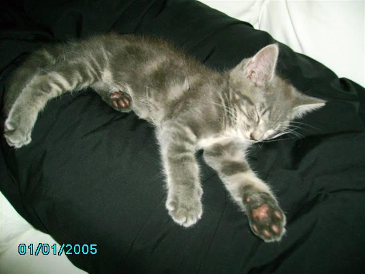 Maine Coon Silver  billede 3