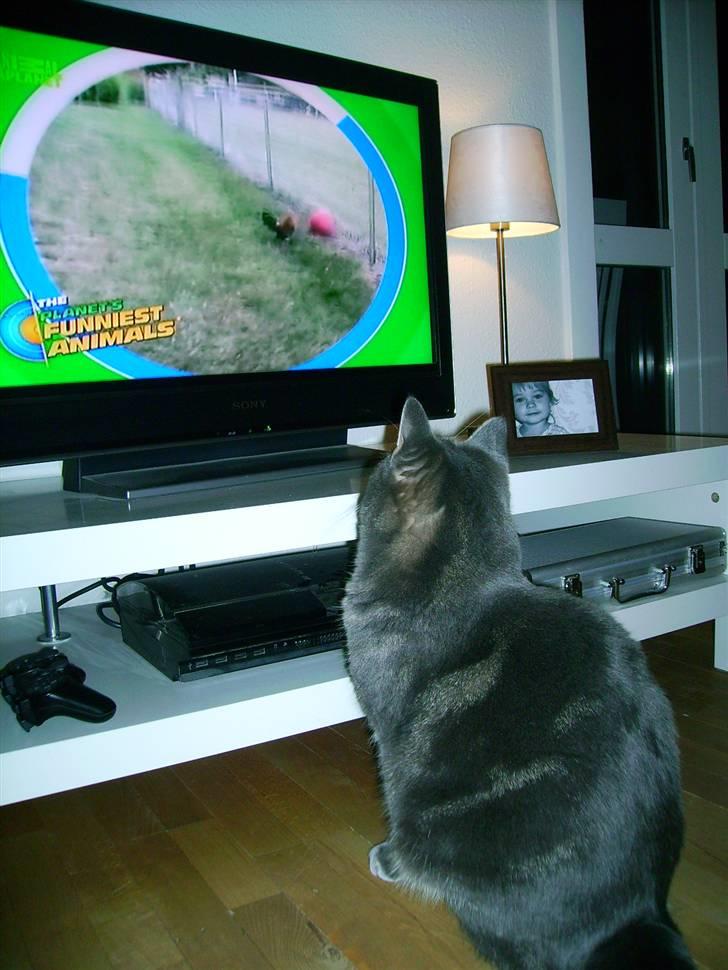 Maine Coon Silver  - Silver ser TV :) kan han rigtig godt lide <3 billede 4