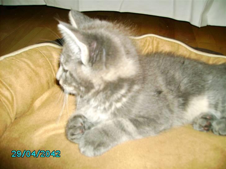 Maine Coon Silver  billede 5