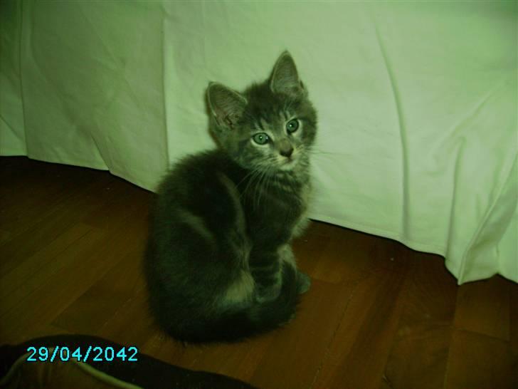 Maine Coon Silver  billede 6