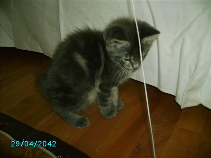 Maine Coon Silver  billede 7