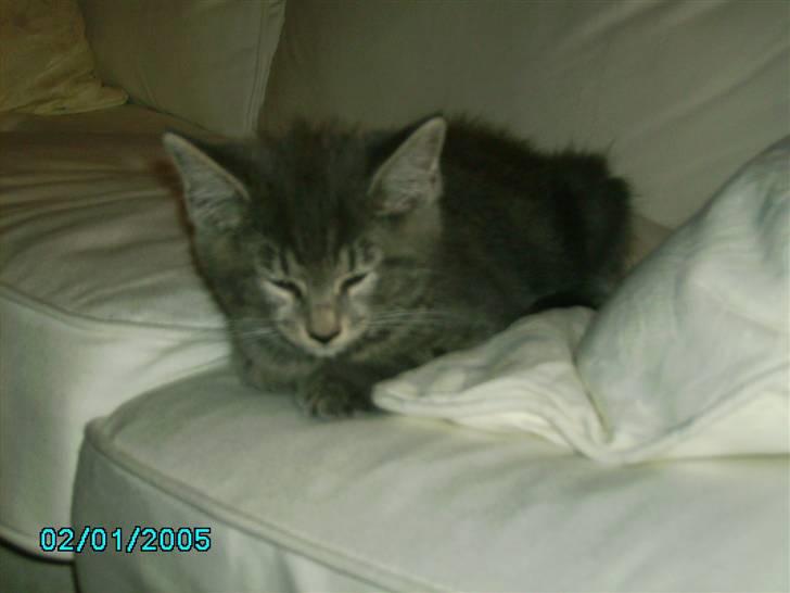 Maine Coon Silver  billede 8