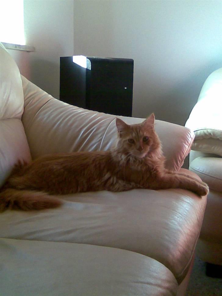 Maine Coon Harald (konge) billede 1