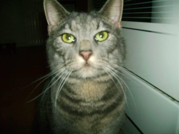 Maine Coon Silver  - Kæft en Nusser <3  billede 9