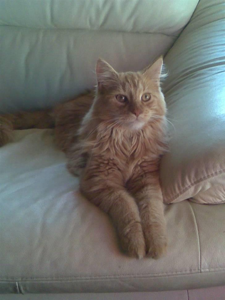 Maine Coon Harald (konge) billede 2