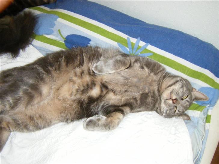 Maine Coon Silver  - Tager sig igen en lur, på mors seng :) <3  billede 10