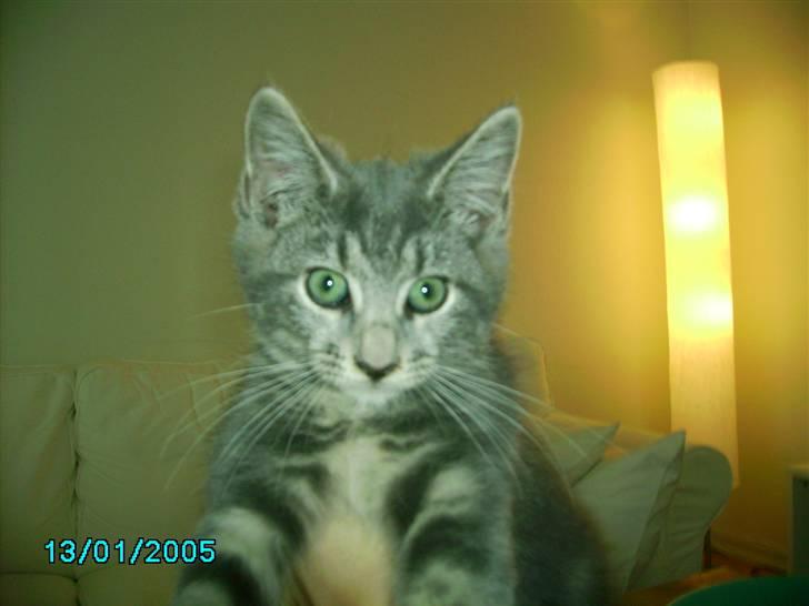 Maine Coon Silver  - Silver som lille <3  billede 11