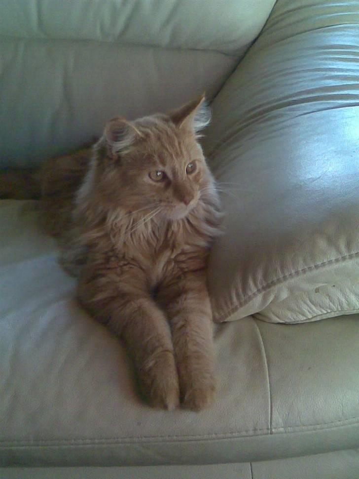 Maine Coon Harald (konge) billede 3