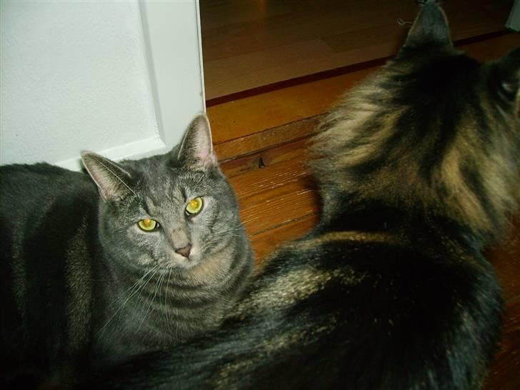 Maine Coon Silver  billede 12