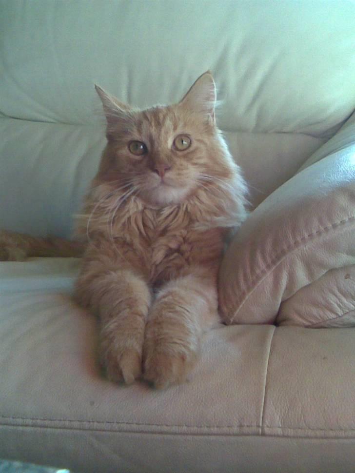 Maine Coon Harald (konge) billede 4