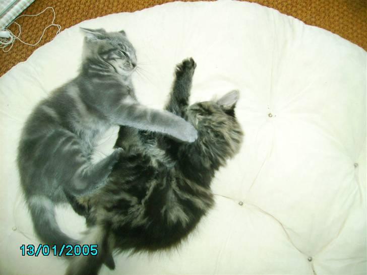 Maine Coon Silver  billede 13