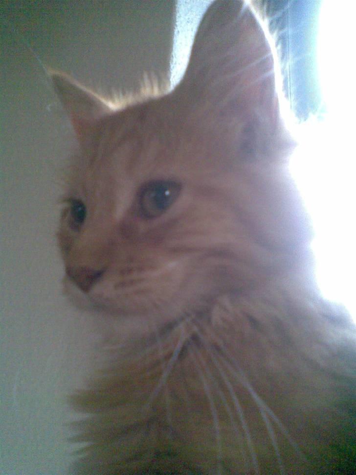 Maine Coon Harald (konge) billede 5