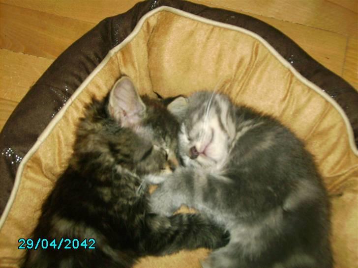 Norsk Skovkat Nala  - Nåhh de tager sig lige en lille lur sammen <3  billede 2