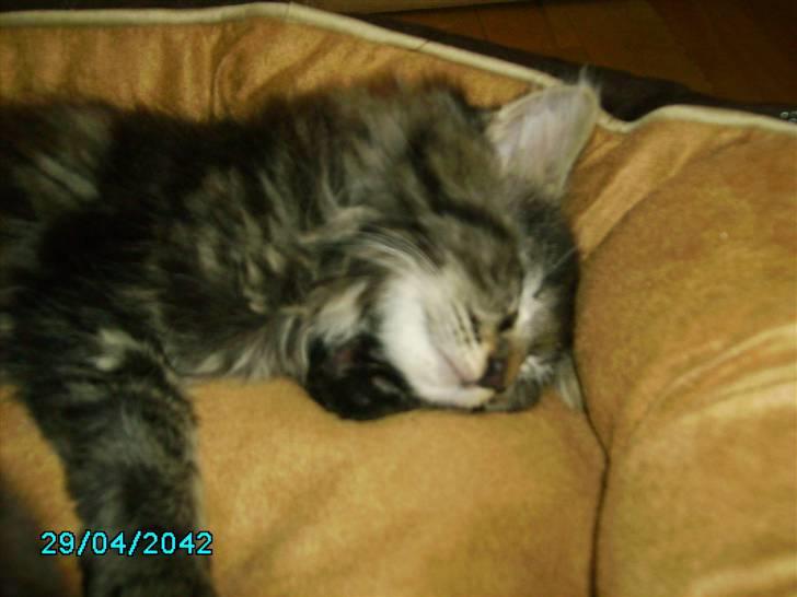 Norsk Skovkat Nala  billede 3