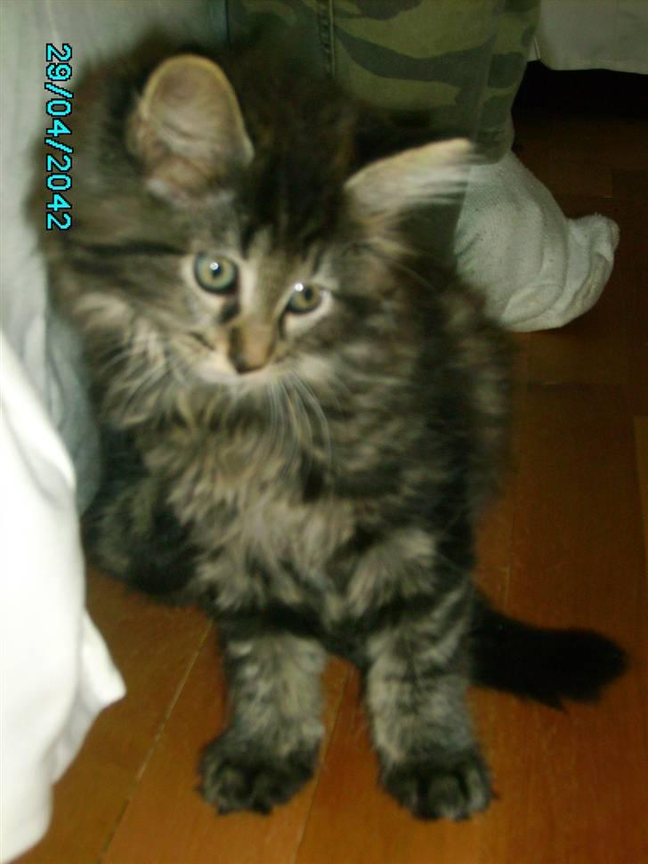 Norsk Skovkat Nala  - Nala som helt lille <3 :) billede 4