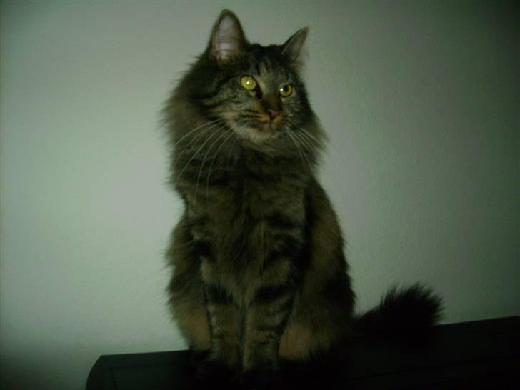 Norsk Skovkat Nala  billede 5