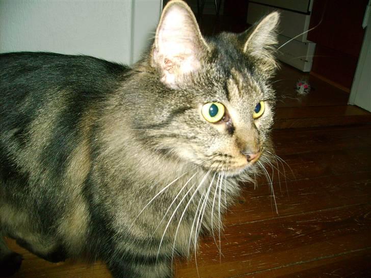 Norsk Skovkat Nala  billede 6