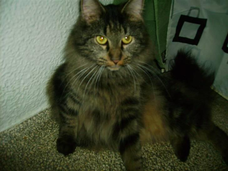 Norsk Skovkat Nala  billede 7