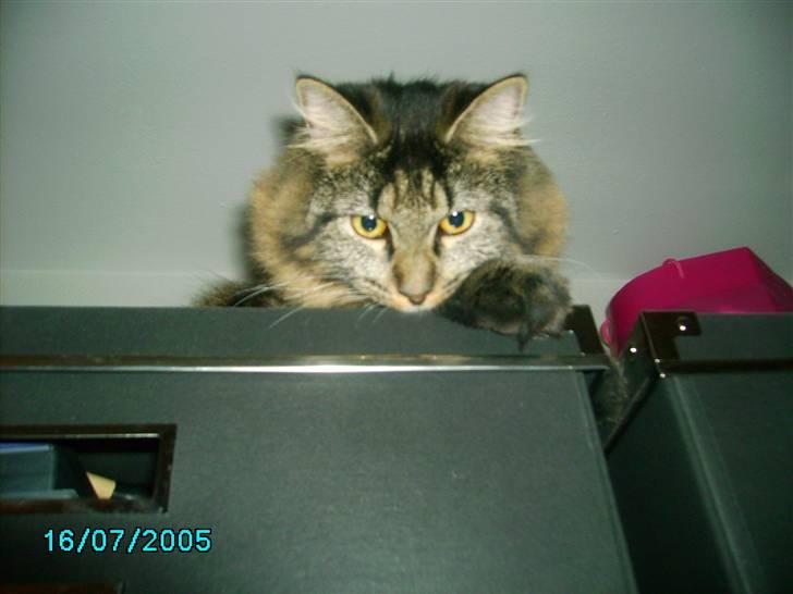 Norsk Skovkat Nala  - Kuk Kuk :) billede 8