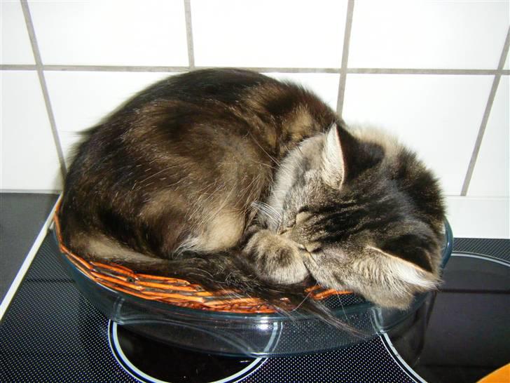 Norsk Skovkat Nala  - Nala tager sig en lur, på bordet hehe :D  billede 9