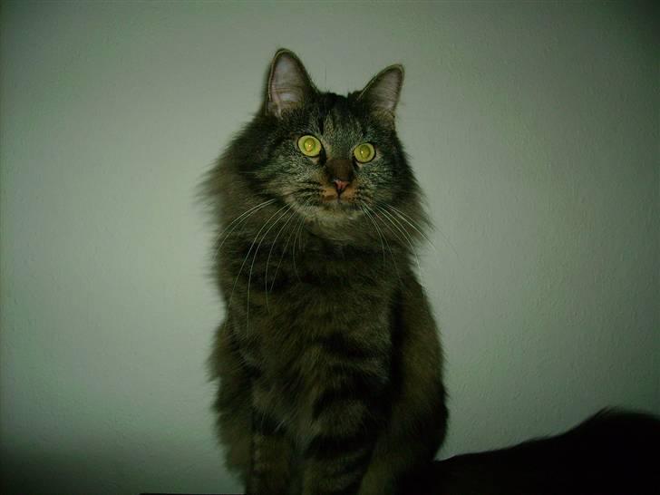 Norsk Skovkat Nala  billede 10