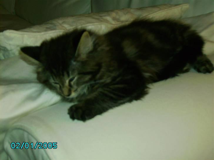 Norsk Skovkat Nala  billede 11