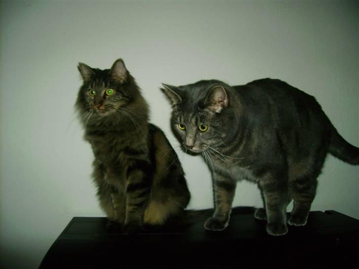 Norsk Skovkat Nala  - Leger på akvariet <3  billede 12