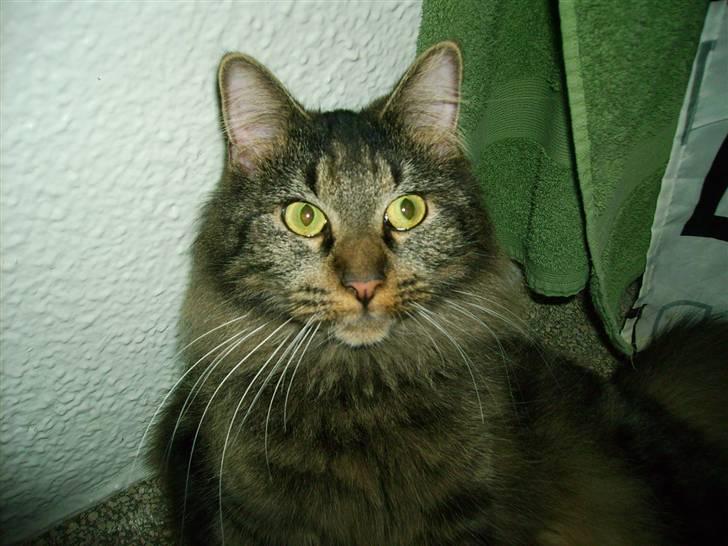 Norsk Skovkat Nala  billede 13