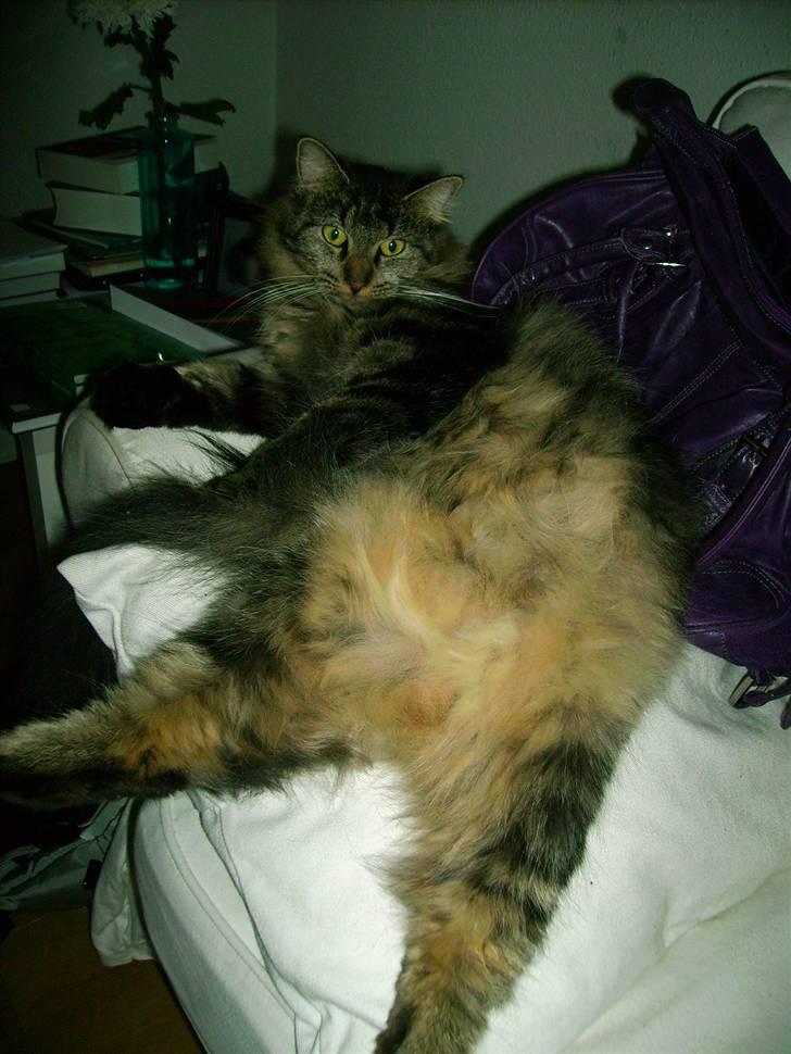 Norsk Skovkat Nala  - Nala tager sig lige en slapper <3  billede 14