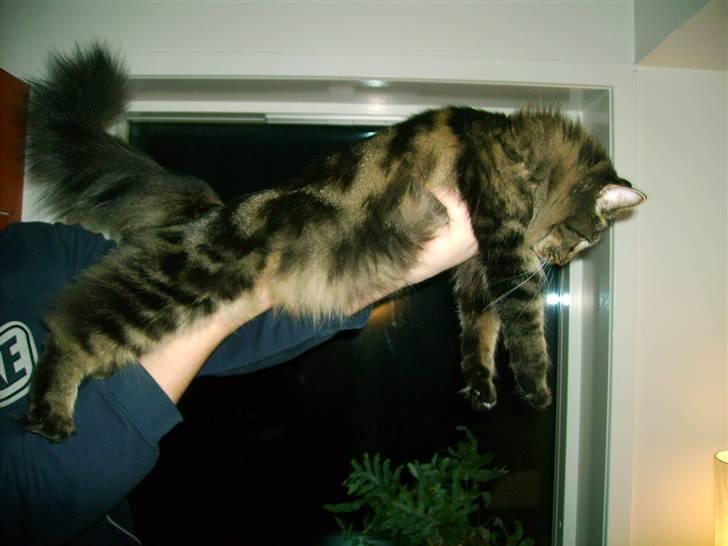 Norsk Skovkat Nala  - Nala er blevet stor <3 :)  billede 15