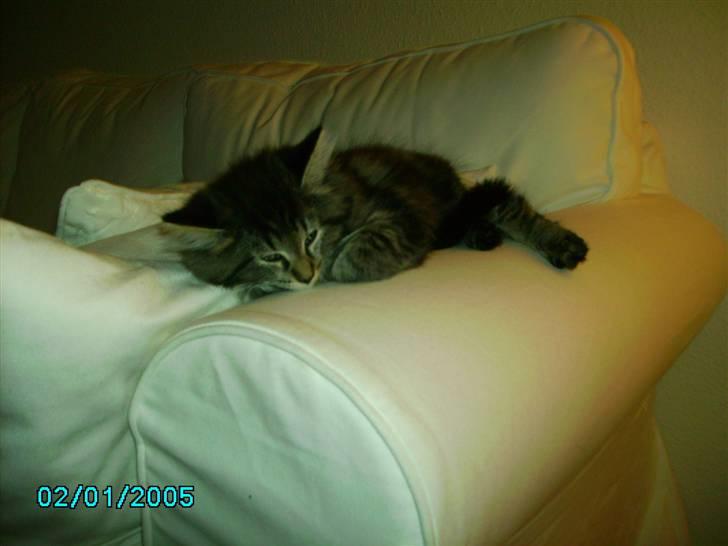 Norsk Skovkat Nala  billede 16