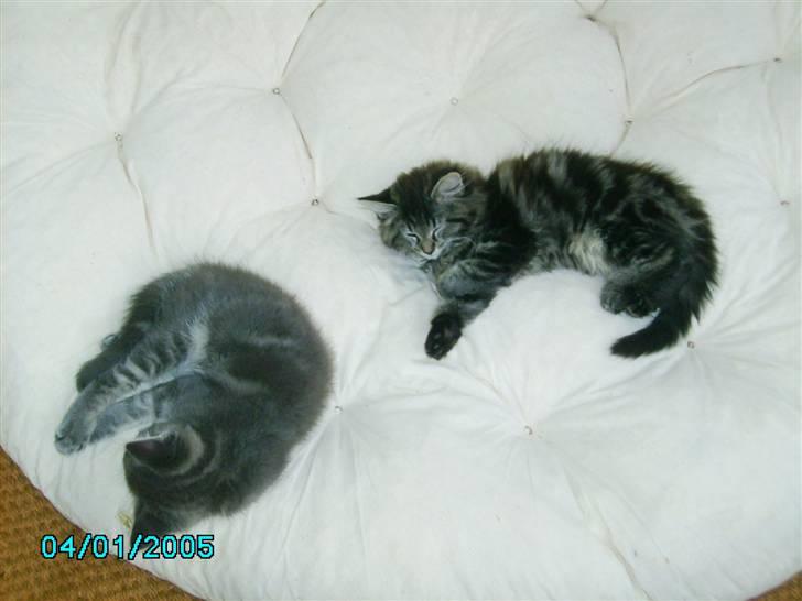 Norsk Skovkat Nala  billede 17