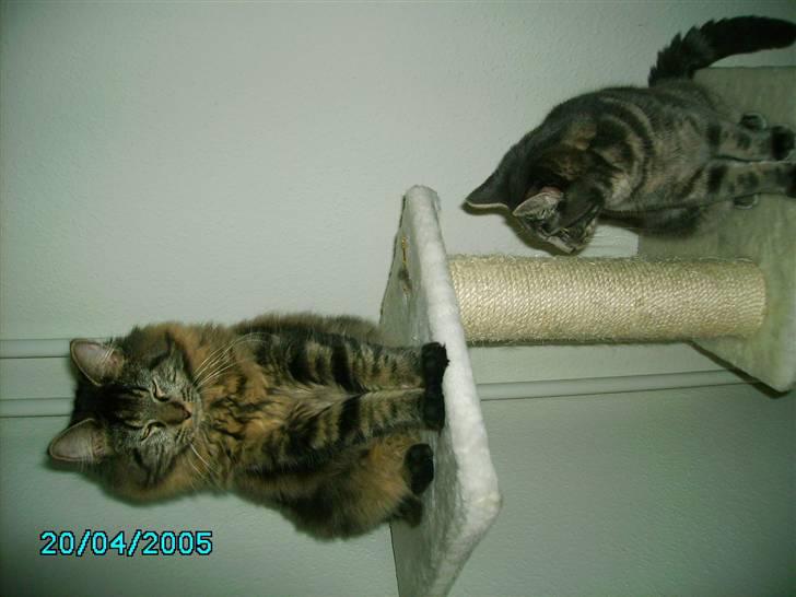 Norsk Skovkat Nala  - Ynglings klatretræ <3  billede 18