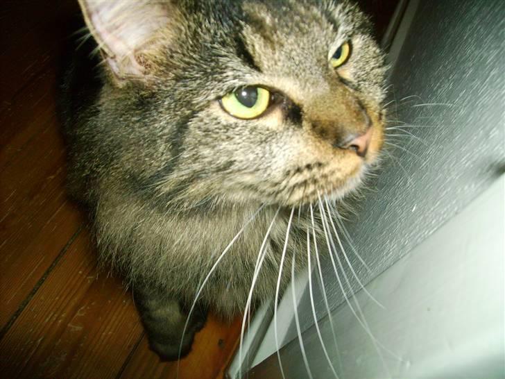 Norsk Skovkat Nala  billede 19