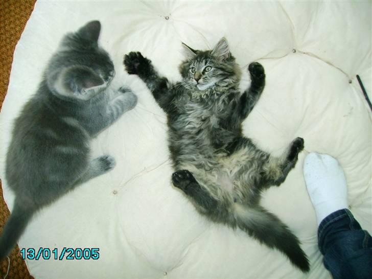 Norsk Skovkat Nala  - Nala og Silver leger, som altid <3  billede 20